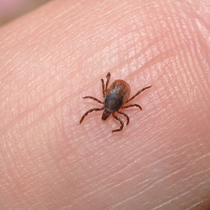 Klinisch gesteuerte rationale Borreliose-Diagnostik